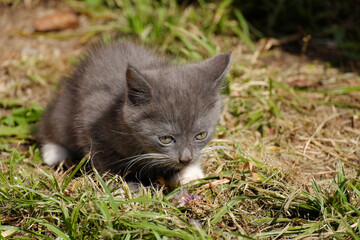 Naklejka na ściany i meble A small gray kitten eating raw fish with an appetite