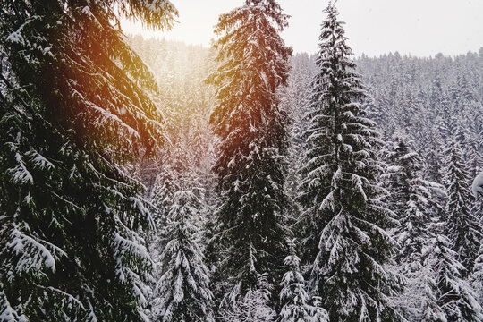 Pine trees covered with snow, warm glow effect, winter