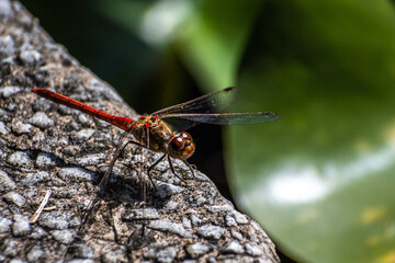 dragonfly on a leaf