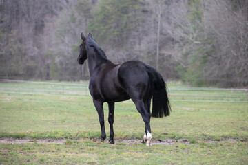 black horse in green field