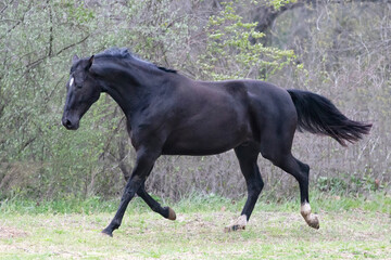 Obraz na płótnie Canvas black horse in green field