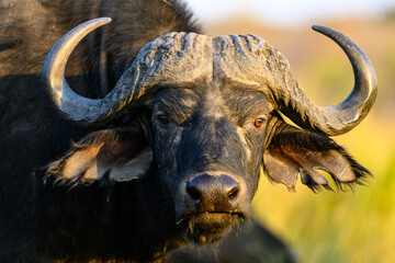 Naklejka premium Close up of a water buffalo 