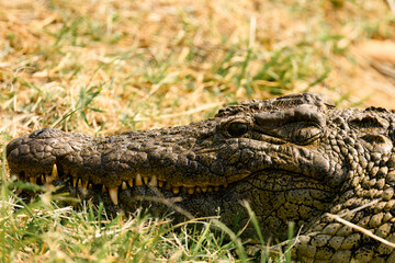 A crocodile in the sun