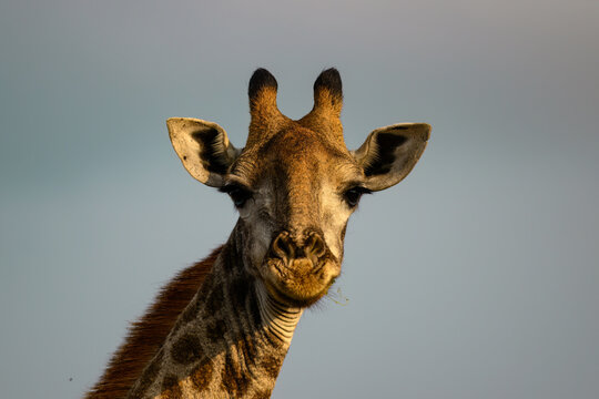 Giraffe Close Up