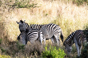 zebra in the savannah