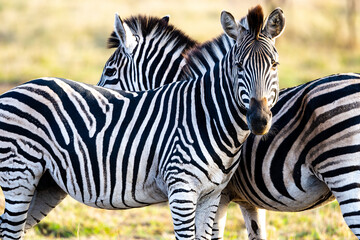 Zebras standing side by side