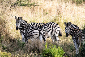 zebras in the savannah