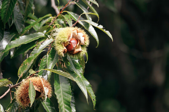 Acicular Bilder Durchsuchen 760 Archivfotos, und