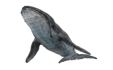 whale on white background