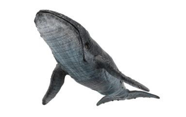 whale on white background