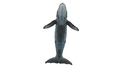 whale on white background © Edit