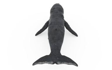 whale on white background