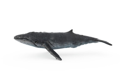 whale on white background