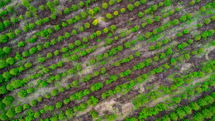 Aerial view of beautiful landscapes of agricultural or cultivating areas in tropical countries. Eucalyptus plantation in Thailand. Natural landscape background.