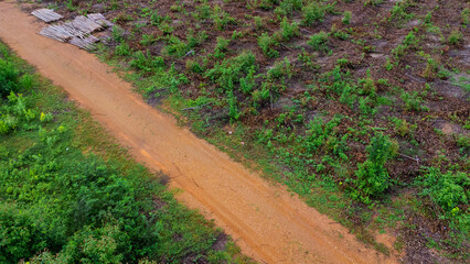 Aerial view of a dirt road that cuts through the beautiful green spaces of rural eucalyptus plantations. Top view of eucalyptus forest in Thailand. Natural landscape background.
