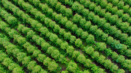 Aerial view of beautiful landscapes of agricultural or cultivating areas in tropical countries. Eucalyptus plantation in Thailand. Natural landscape background.