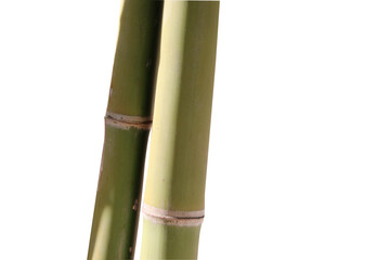Bamboo trunk with green color freshness  on isolated background