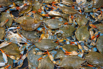 live blue crab as seafood background