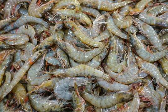 fresh shrimp as seafood background