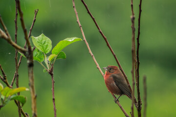 red bird on a branch