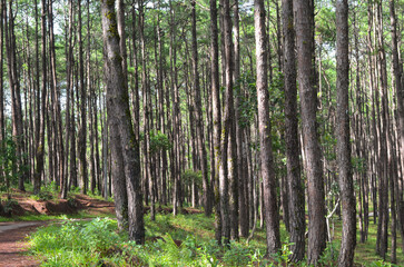 cement walkway among pine forests