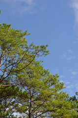 branches and green leaves of pine with cloud sky