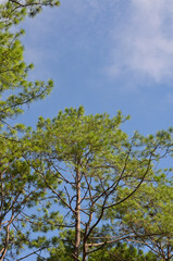 branches and green leaves of pine with cloud sky