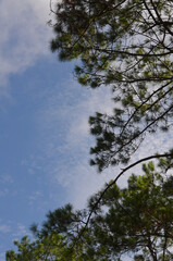 Fototapeta na wymiar branches and green leaves of pine with cloud sky