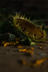 Wilted Sunflowers on Floor of Abandoned House 