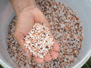 Fertilizer for rice in the hands of a farmer. Closeup photo, blurred.
