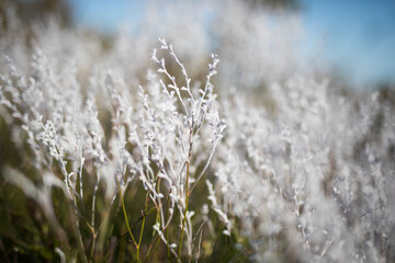 Fototapeta premium Native flowers
