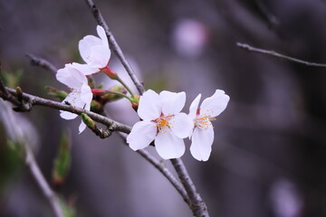 春の美しい桜の花