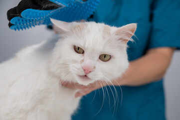 The veterinarian combs out a white fluffy cat with a special glove. 