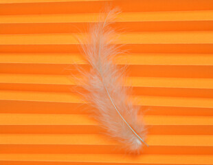 Soft feather on orange corrugated background