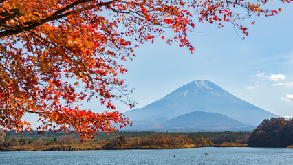 Fuji mountain in Autumn at Shojiko lake, Japan
