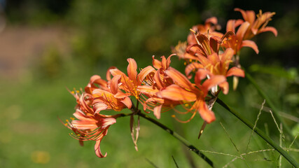 秋のオレンジリコリス