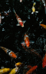 Obraz na płótnie Canvas koi fish swimming in a pond