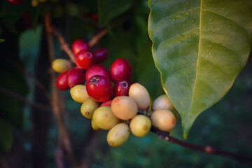 Coffee Cherry