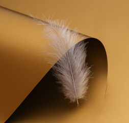 Soft feather on a luxurious golden background