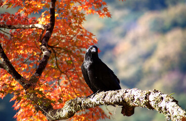 紅葉の木に止まるカラス