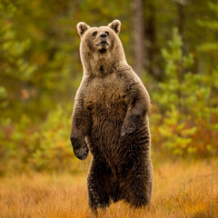 Fototapeta premium Wildlife in Finland. Bears, Wolverine and birds.