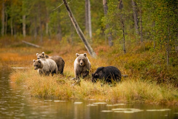 Wildlife in Finland. Bears, Wolverine and birds. - obrazy, fototapety, plakaty