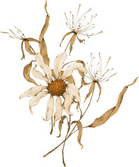 Bouquet of dry daisy flowers