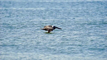 Flying Pelican