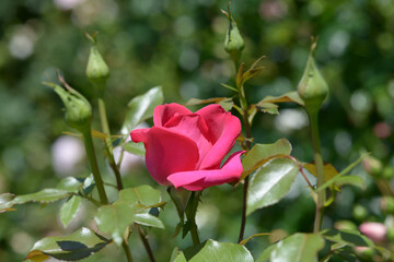 アントワネット　バラの花