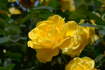 ヘンリー・フォンダ　バラの花