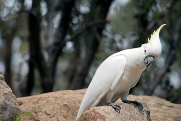 the sulphur crested cockatoo is perched on rocks