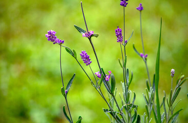 Lavender blossoms growing in a  summer time garden