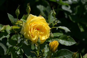 伊豆の踊り子　バラの花