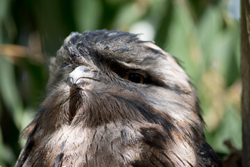 this is a close up of a tawny frogmouth